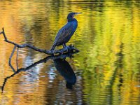 Herbststimmung am Teich ------> Rang 1 - Autor Manfred Jakob